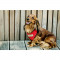 BBR-DH-CANDY-RED-L-NL